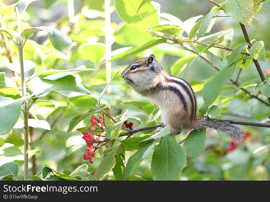 Chipmunk