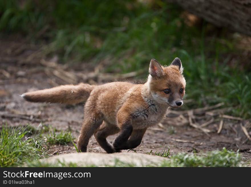 Red Fox in British Countryside