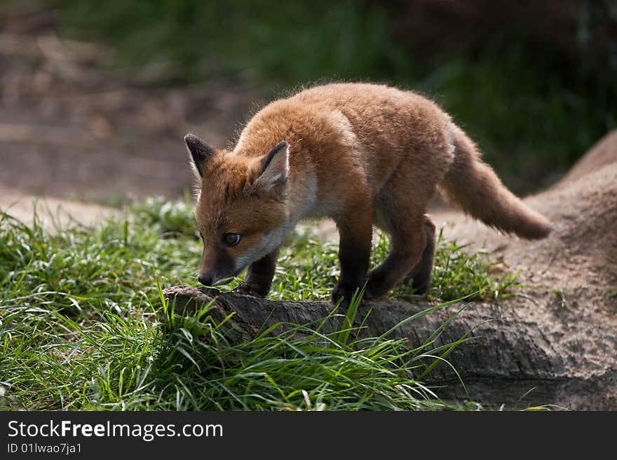 Red Fox in British Countryside