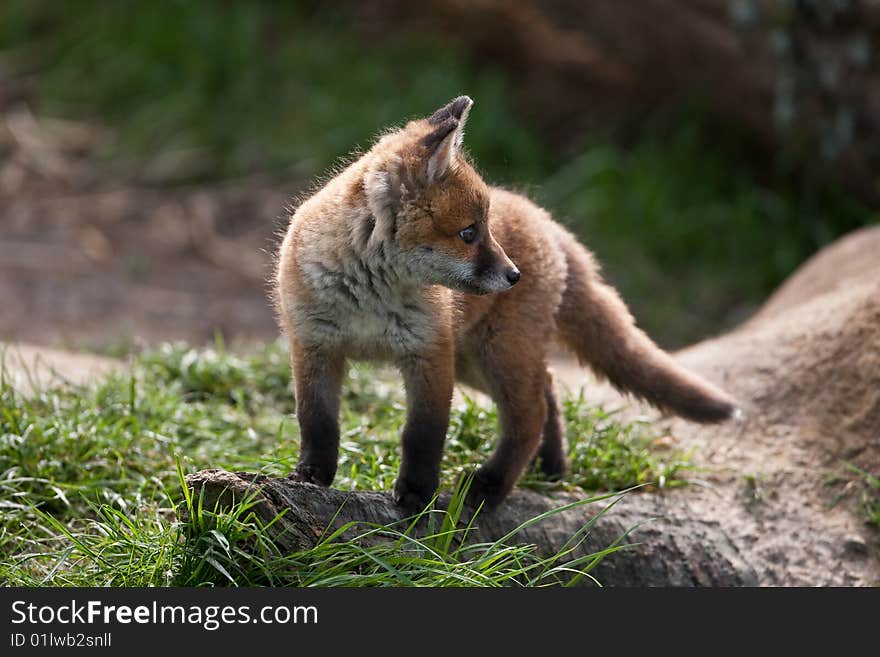 Red Fox in British Countryside