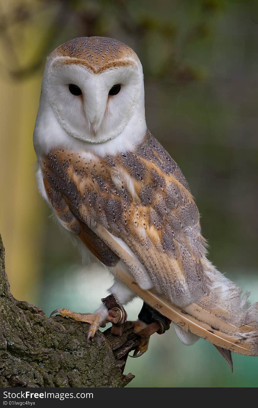 Barn Owl on perch