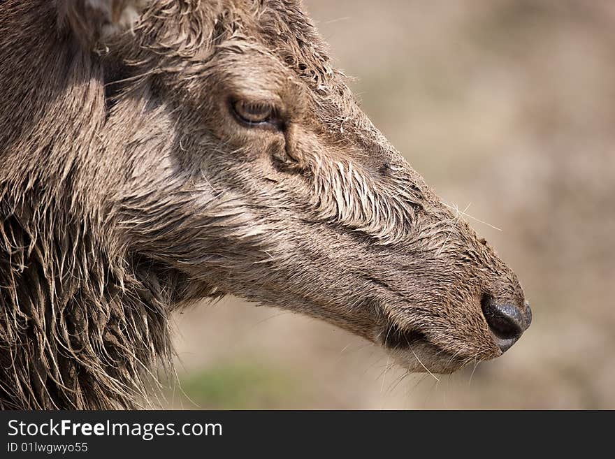 Close up of a moulting red deer