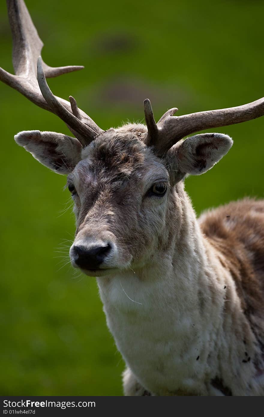 Lose up view of a Fallow Deer Stag