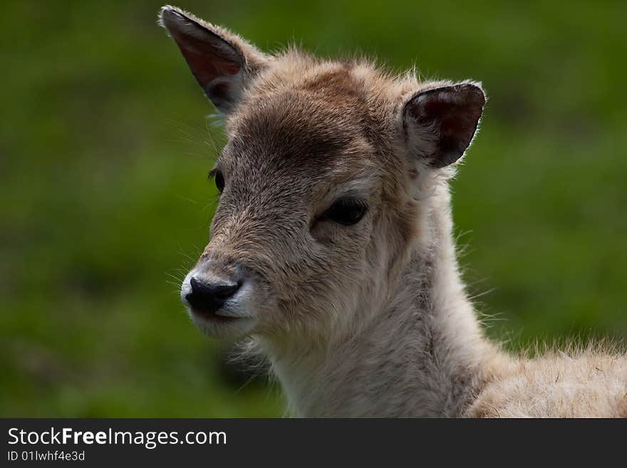 Close up of a cute fallow deer fawn