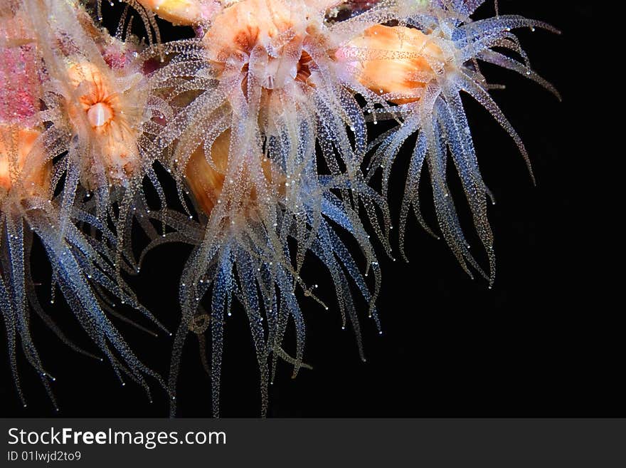 Underwater photo of an brown encrusted anemone ( latin: Epizoanthus Paxi ).