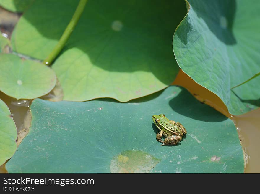 Green frog