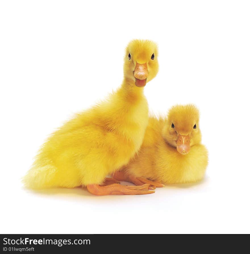 Two Yellow Ducklings