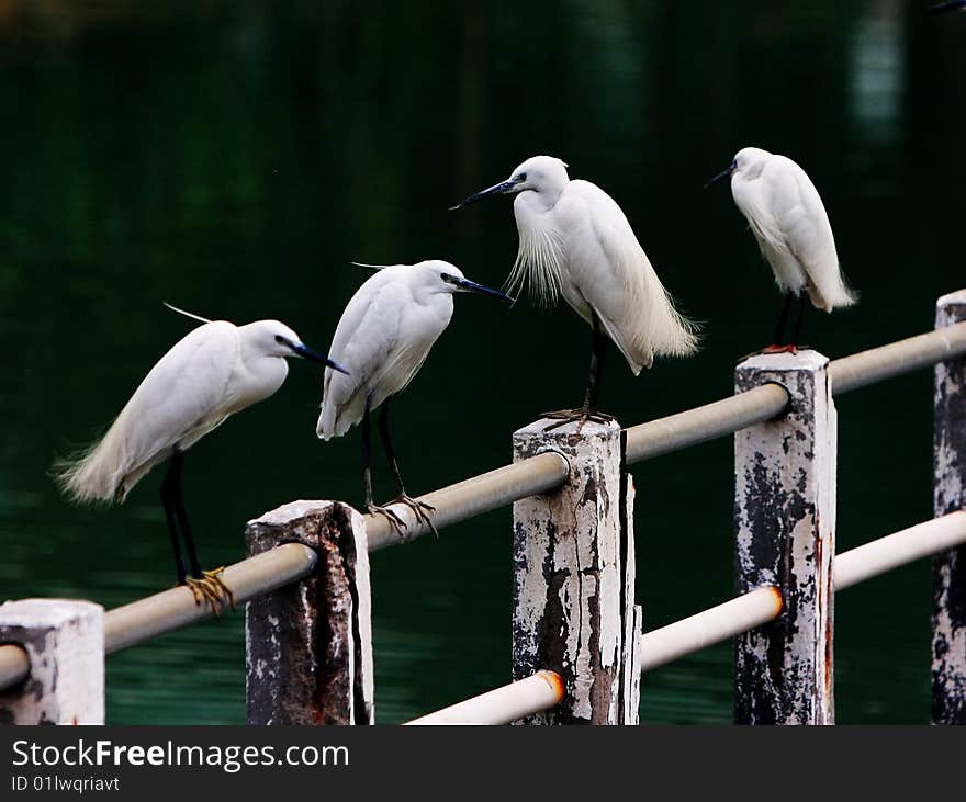 Egrets