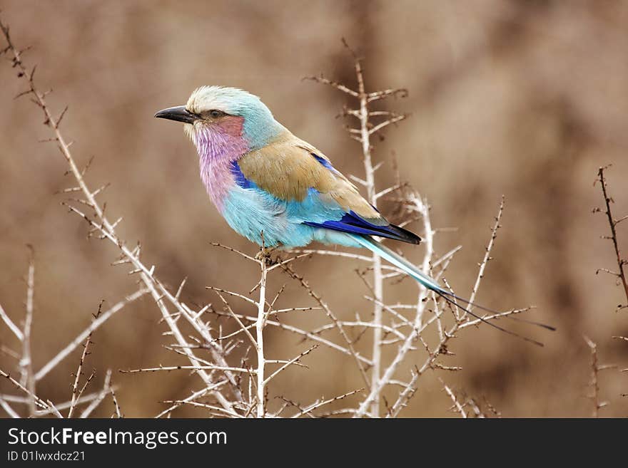 A lilac breasted roller, coracias caudata sitting in a thorn tree. A lilac breasted roller, coracias caudata sitting in a thorn tree.