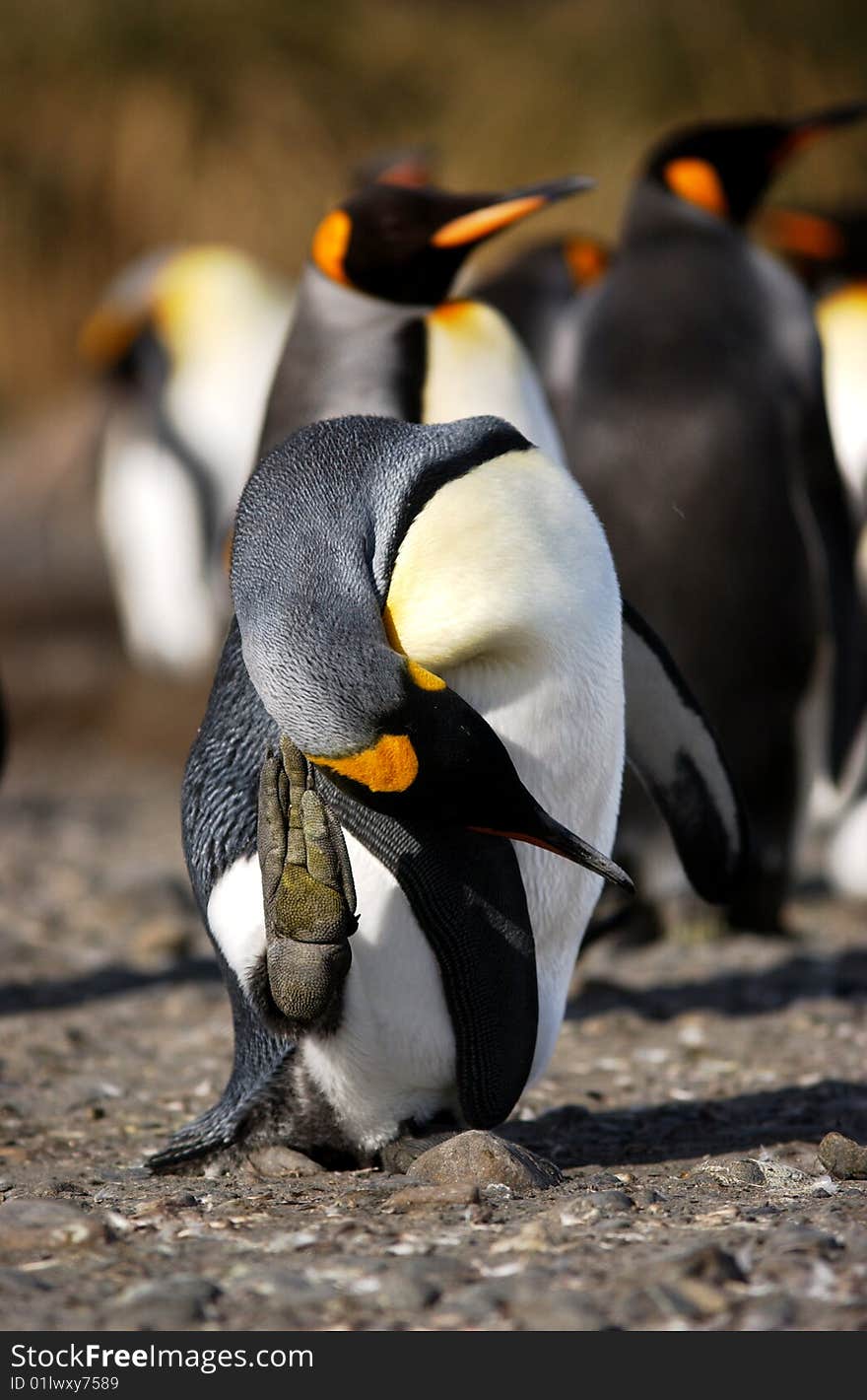 KING PENGUIN