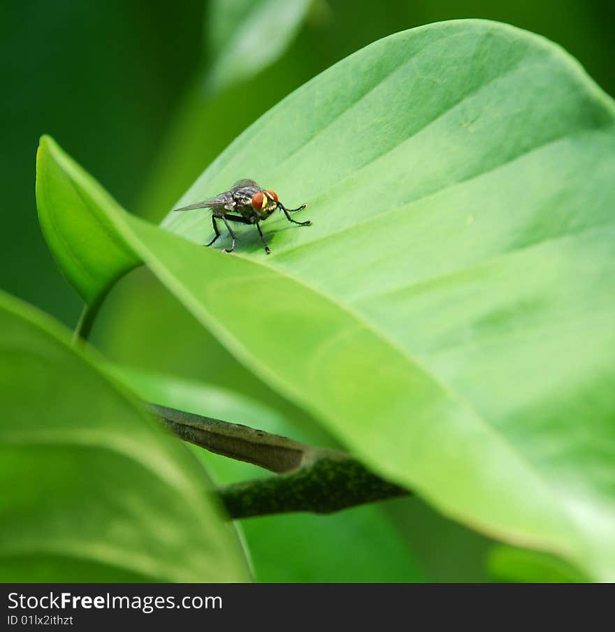 A Fly On The Lancium Leaf