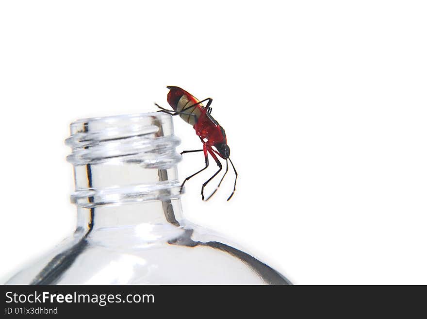 Red bug on the edge of a glass