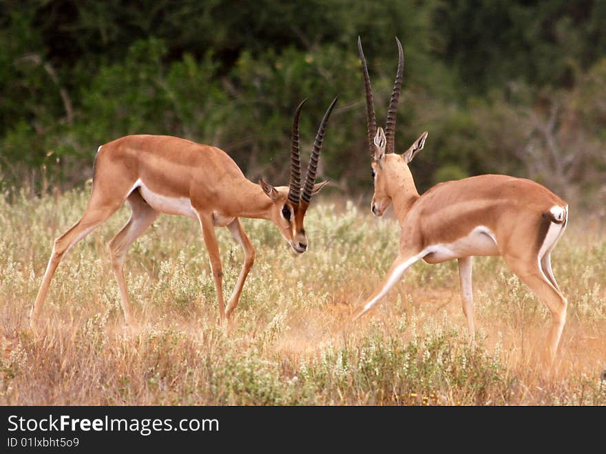 Gazelle having a duel in the African bush. Gazelle having a duel in the African bush