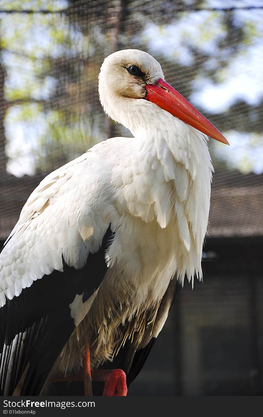 Close up on White Stork standing on one foot.