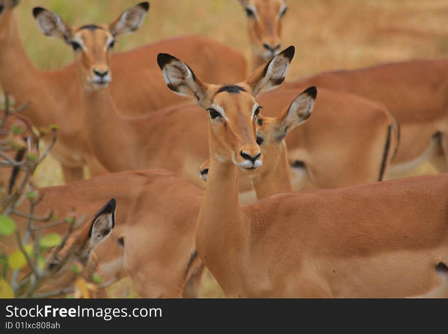 Impala (Ewes) - close up in the shade of the African bush. Impala (Ewes) - close up in the shade of the African bush