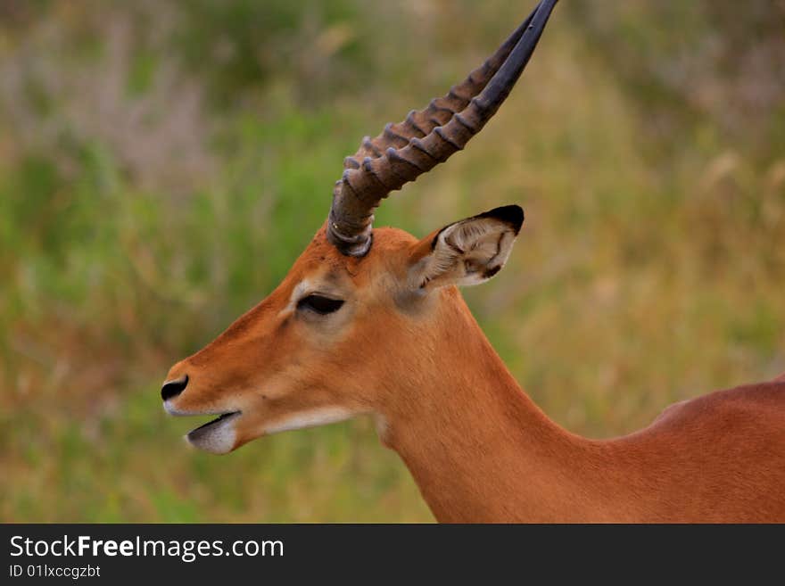 Impala (Ram) - Close Up Profile In The African Bush. Impala (Ram) - Close Up Profile In The African Bush