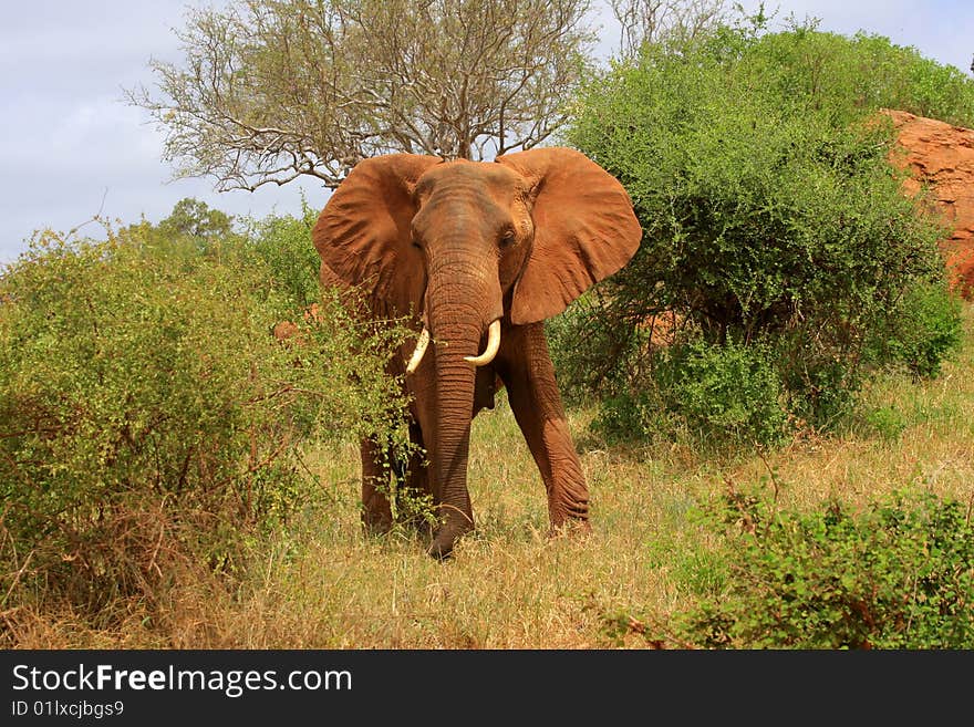 Red Elephant Bull In The African Bush - Kenya. Red Elephant Bull In The African Bush - Kenya