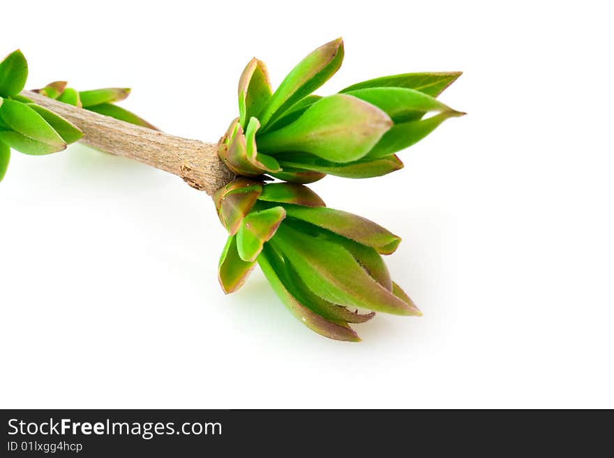 Spring branch with buds isolated on white background