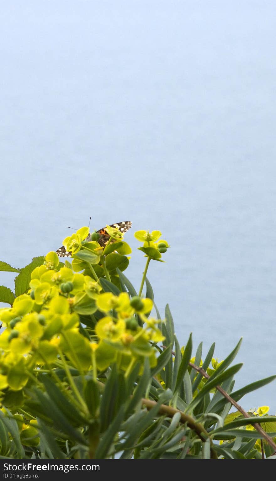 Nice flowers with butterfly inside in garden near la spezia,in italy. Nice flowers with butterfly inside in garden near la spezia,in italy