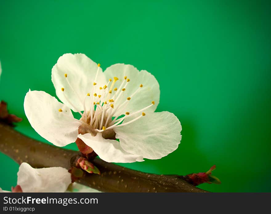 Spring cherry flower on green background. Spring cherry flower on green background