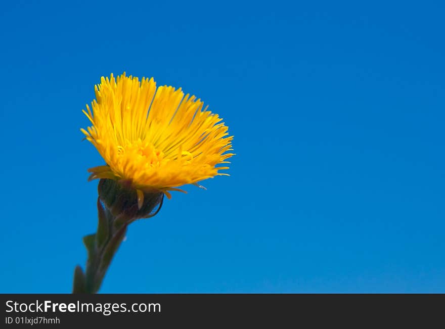 Single yellow flower on blue background. Single yellow flower on blue background