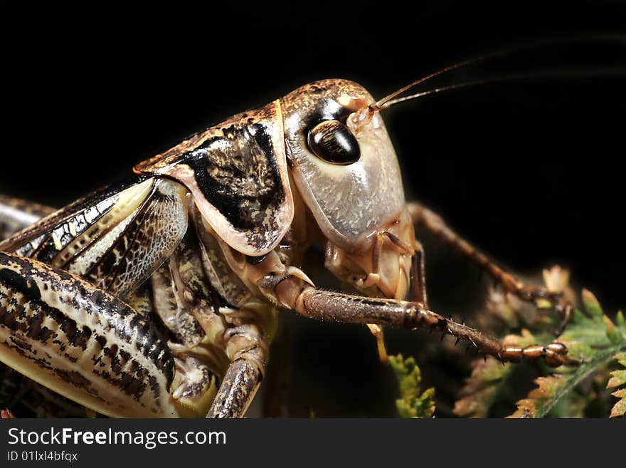 Grasshopper close up on a black background