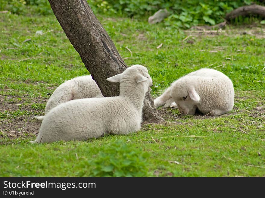 Lambs lying in grass by the tree