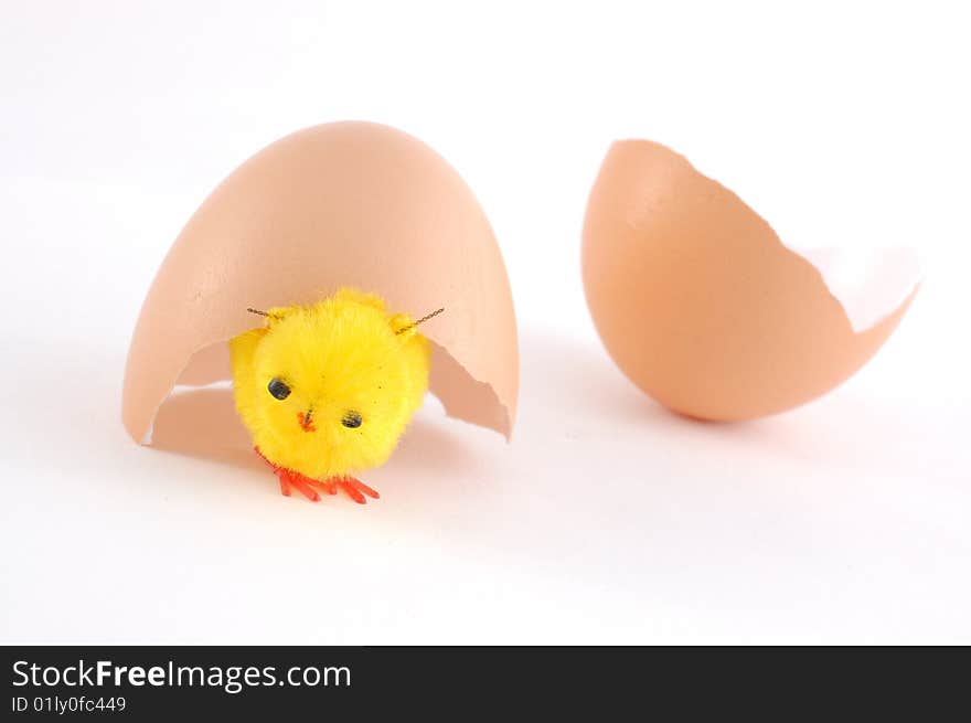 Young chicken near a shell