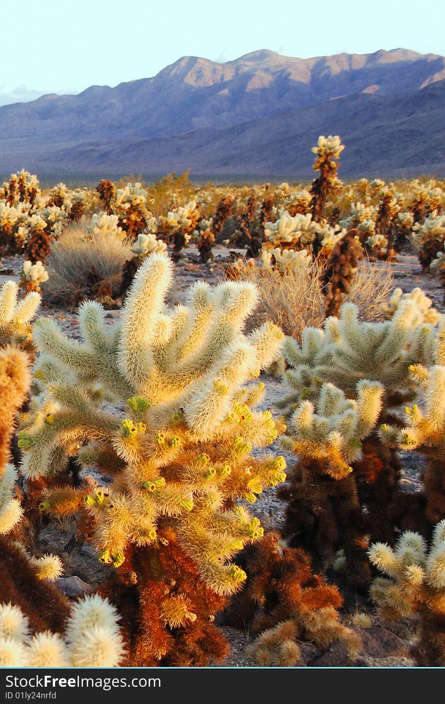 Cholla cactus