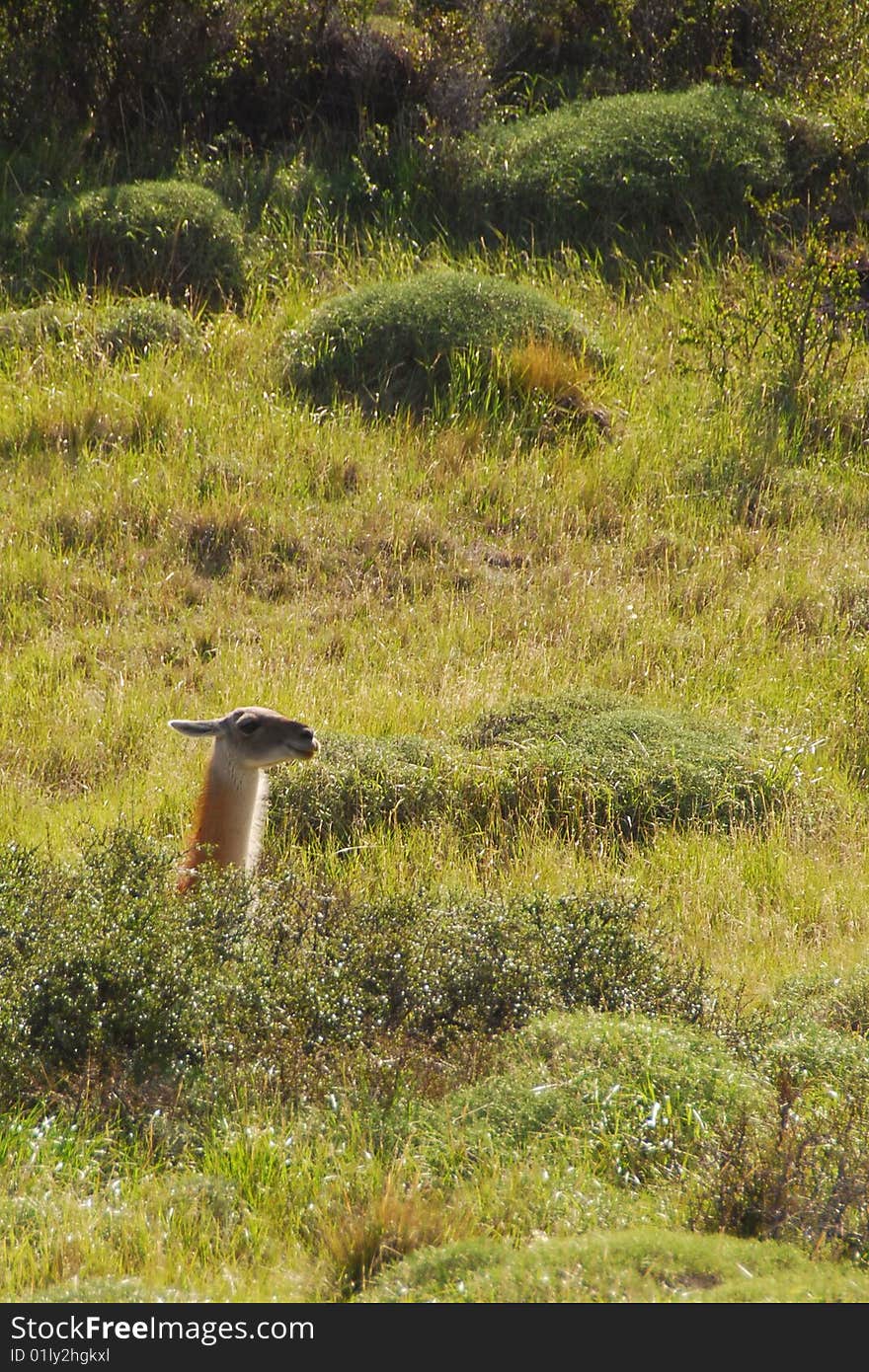 Guanaco poking its head out of the pampa in Torres del Paine National Park, Chile. Guanaco poking its head out of the pampa in Torres del Paine National Park, Chile