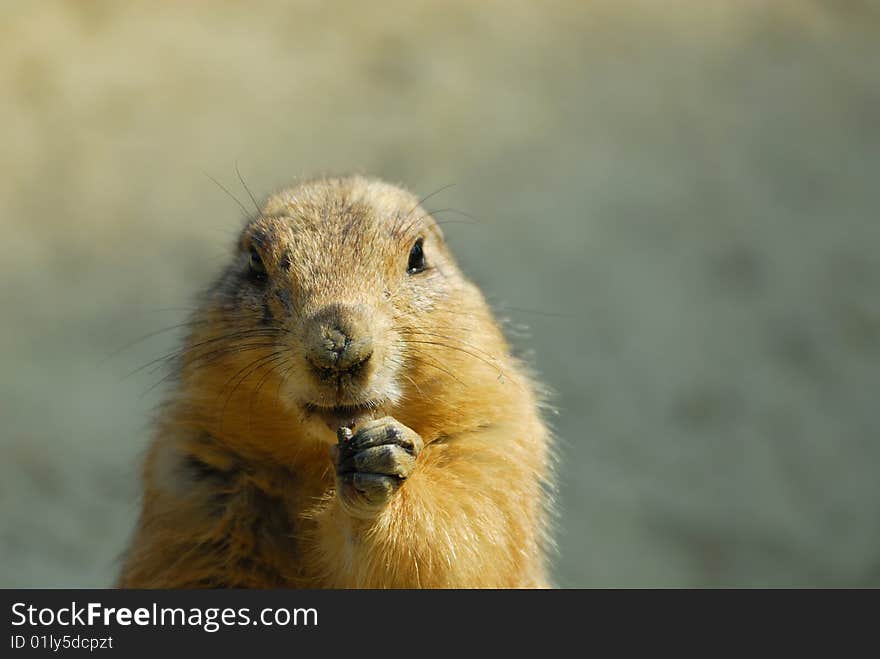 Close-up of a cute prairie dog