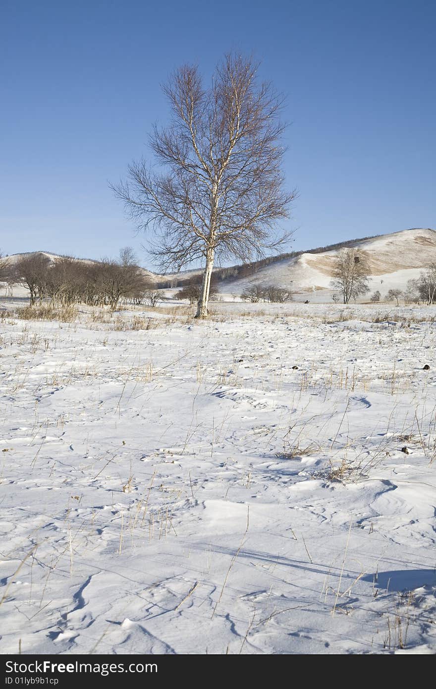 Tree on snow in the north of china