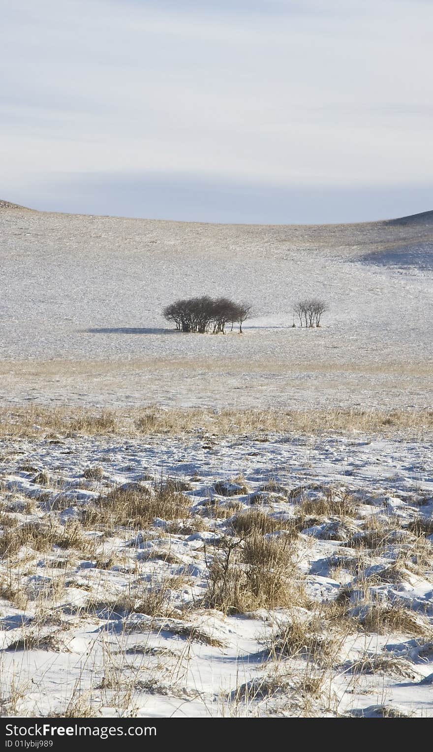 Trees on snow