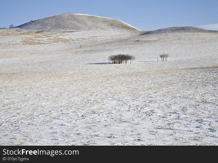 Trees on snow in the north of china