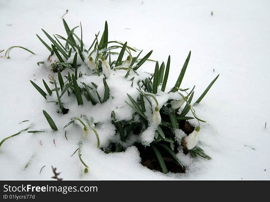 Snowdrops Under Snow