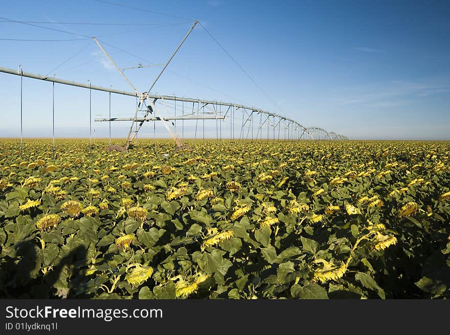 Irrigated Sunflower Field