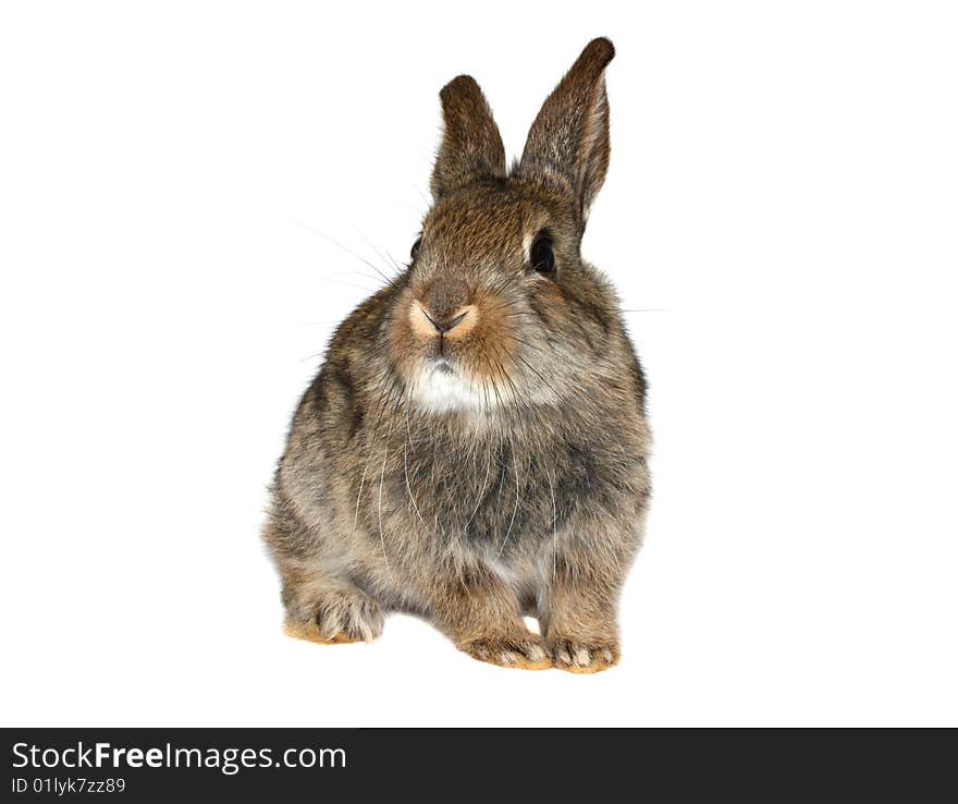 Little brown rabbit on a white background(isolate). Little brown rabbit on a white background(isolate)