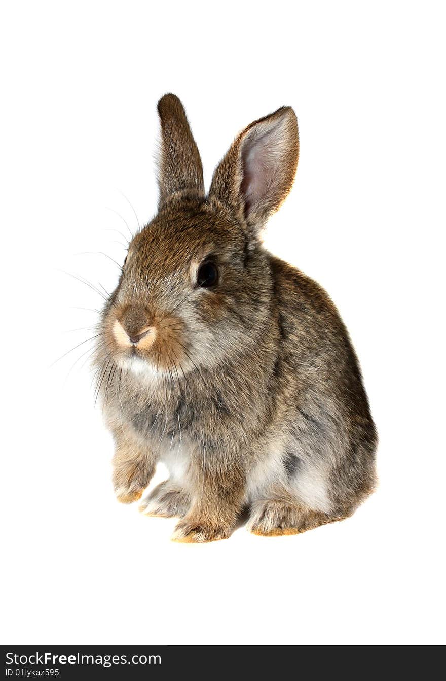 Little brown rabbit on a white background(isolate). Little brown rabbit on a white background(isolate)