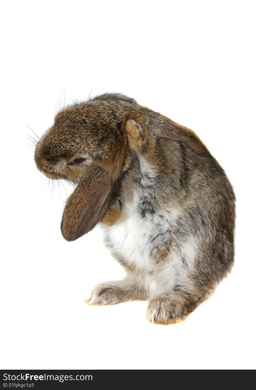 Little brown rabbit on a white background(isolate). Little brown rabbit on a white background(isolate)