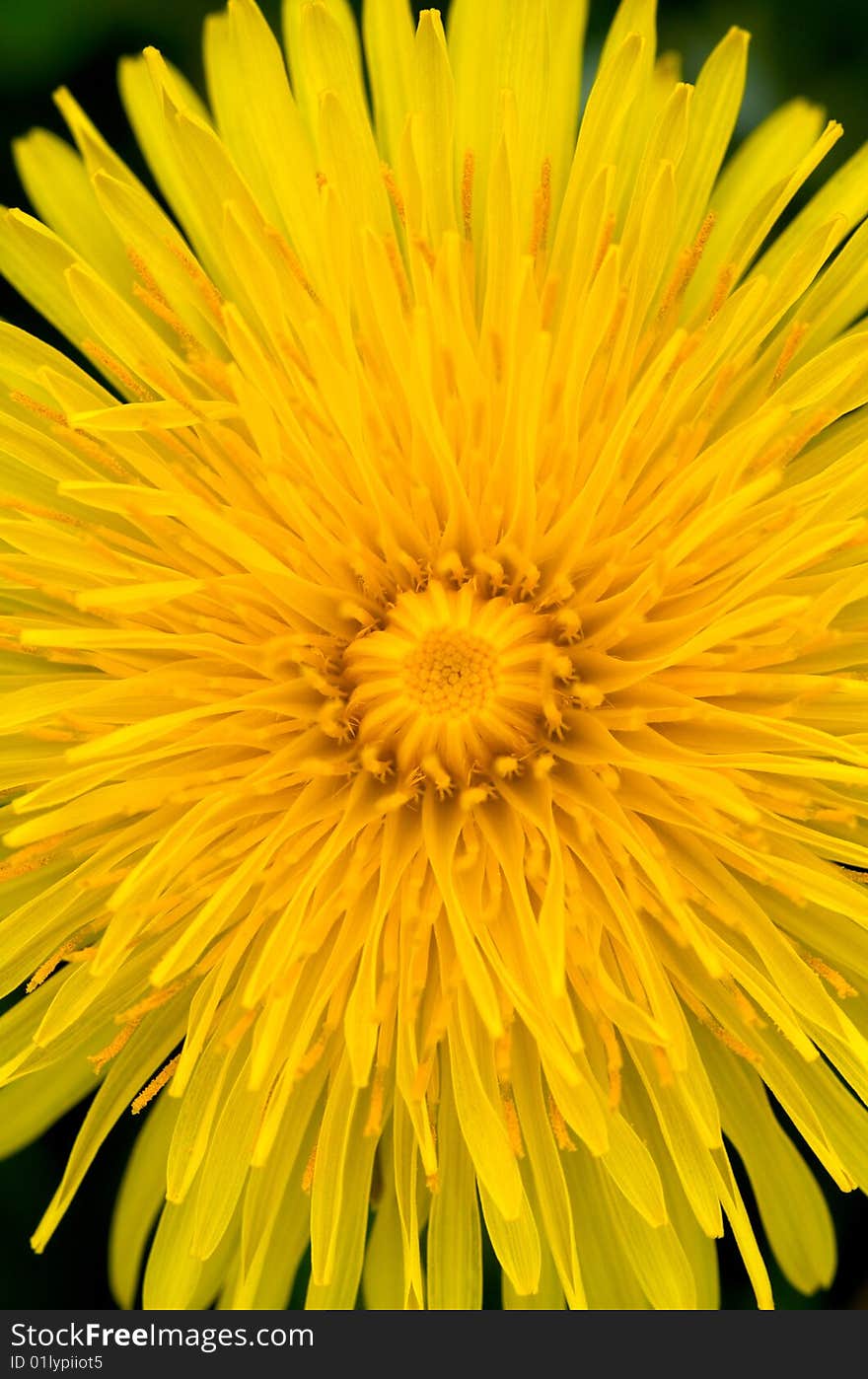 A bright yellow dandelion opens into the spring sunshine