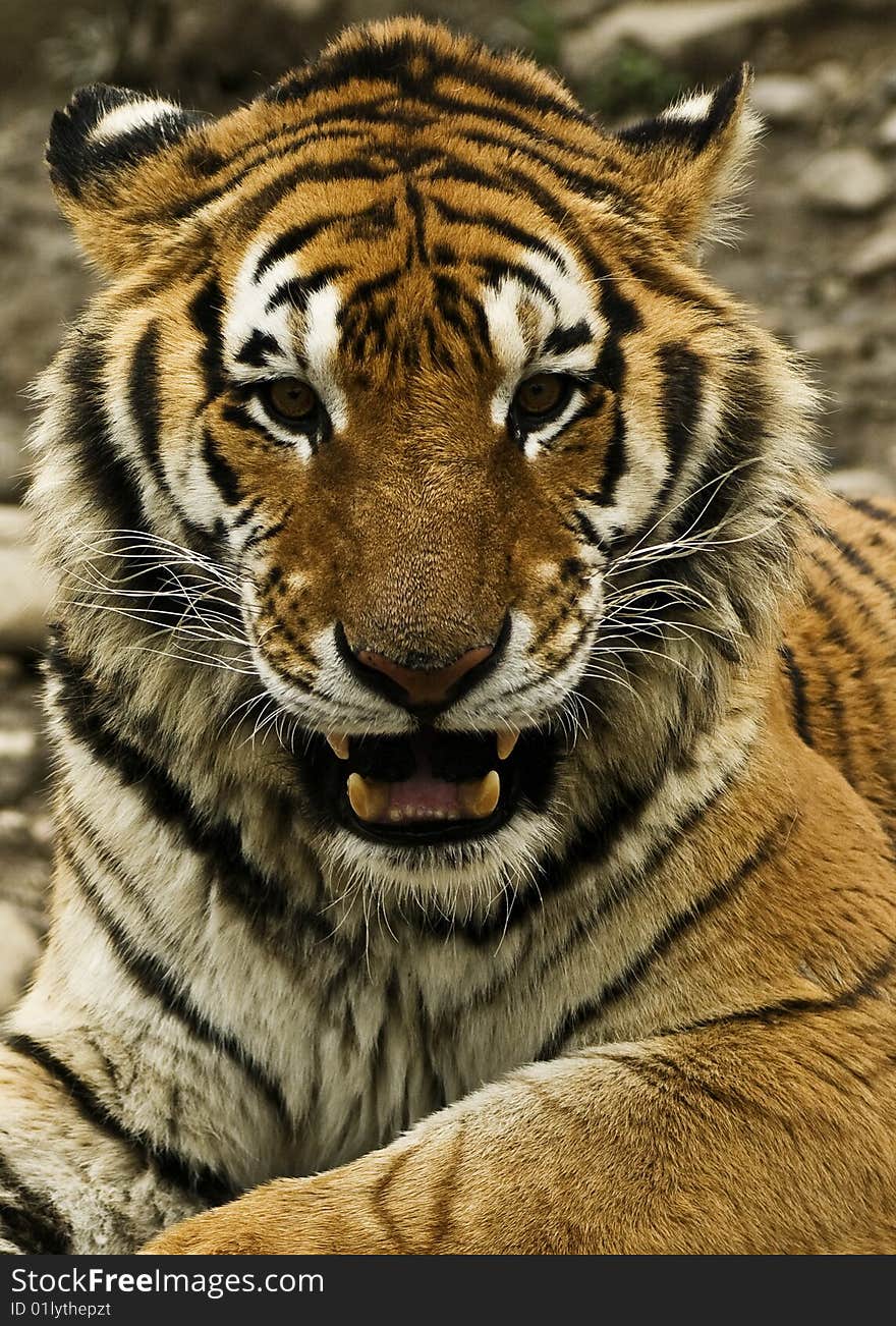 Tiger