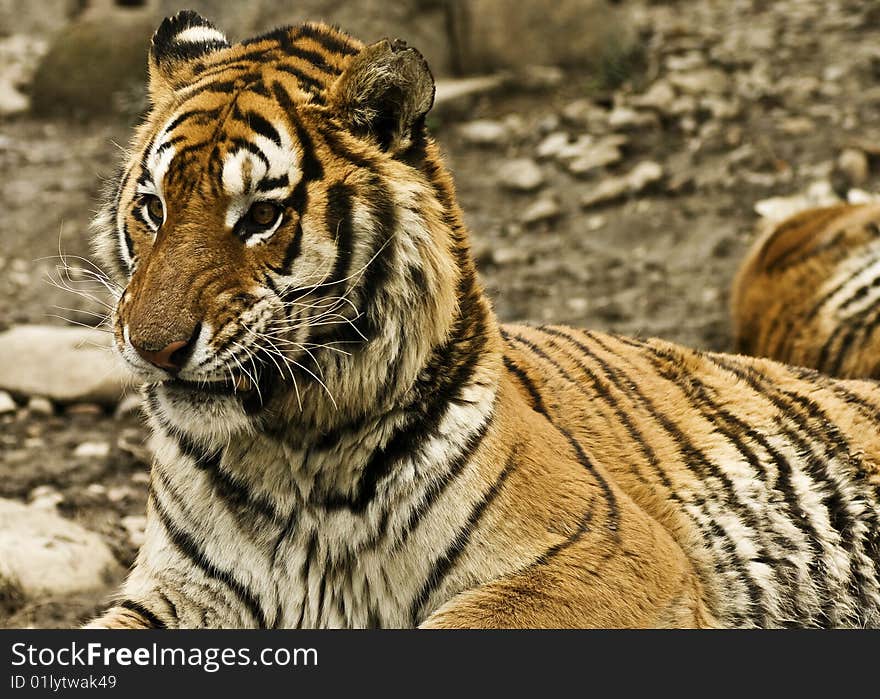 A portrait of a tiger crawing