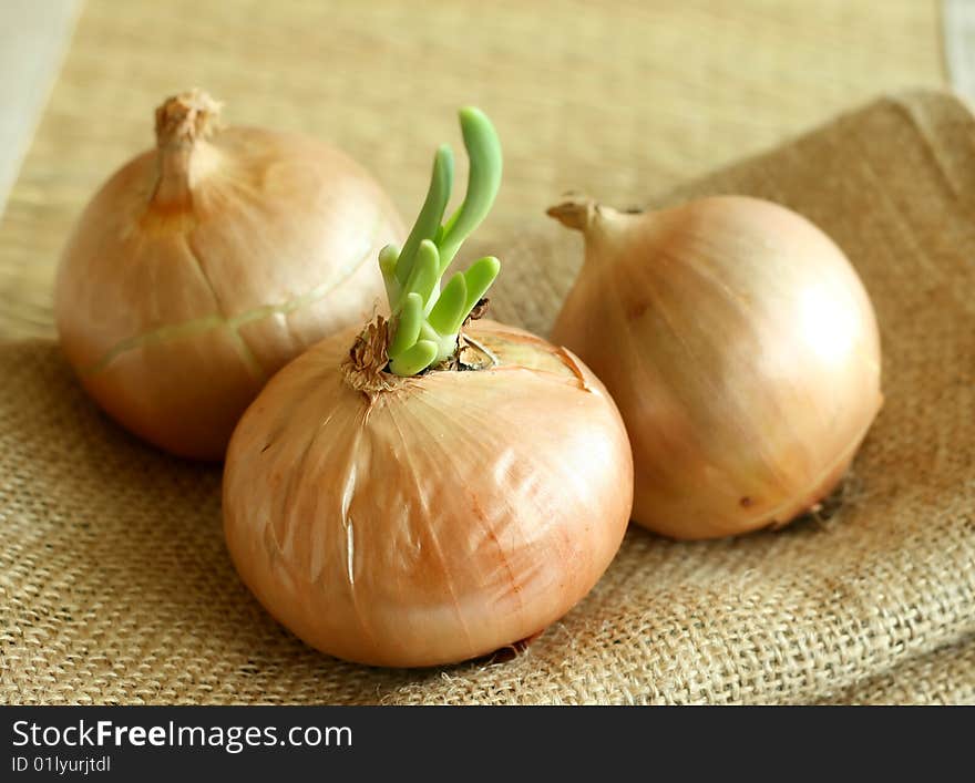 Onions on a sacking, closeup