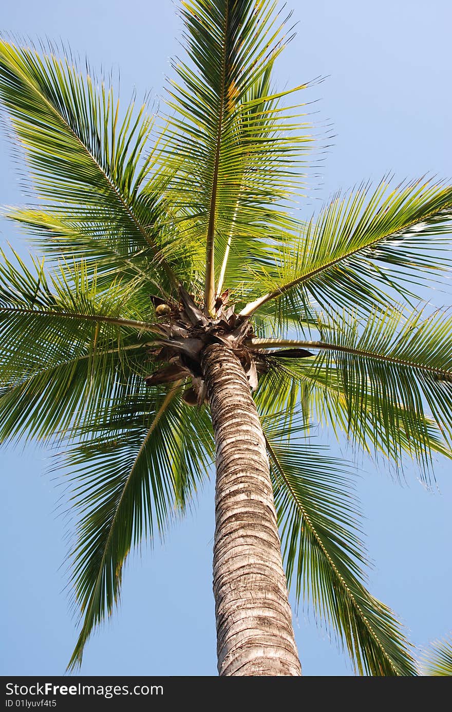 Tropical palm and blue sky