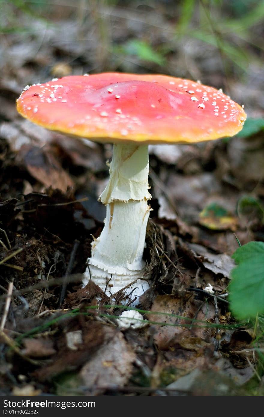 Red toadstool close up view