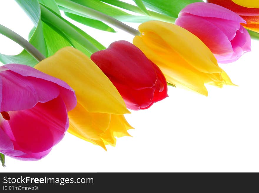 colorful tulips on the whte background