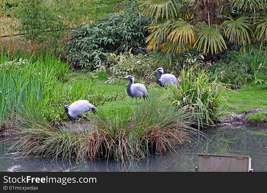 Birds Animal Landscape