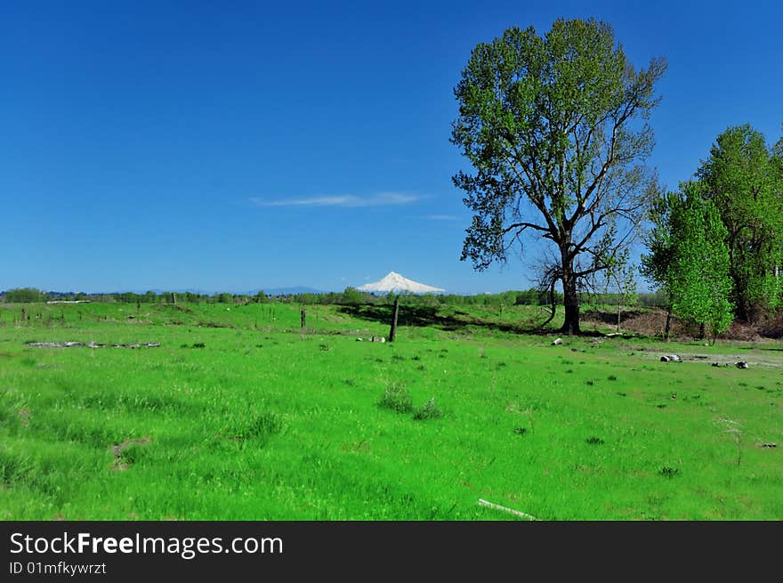 A distant snow covered Mt. Hood is seen on the horizon from a grass field. A distant snow covered Mt. Hood is seen on the horizon from a grass field.