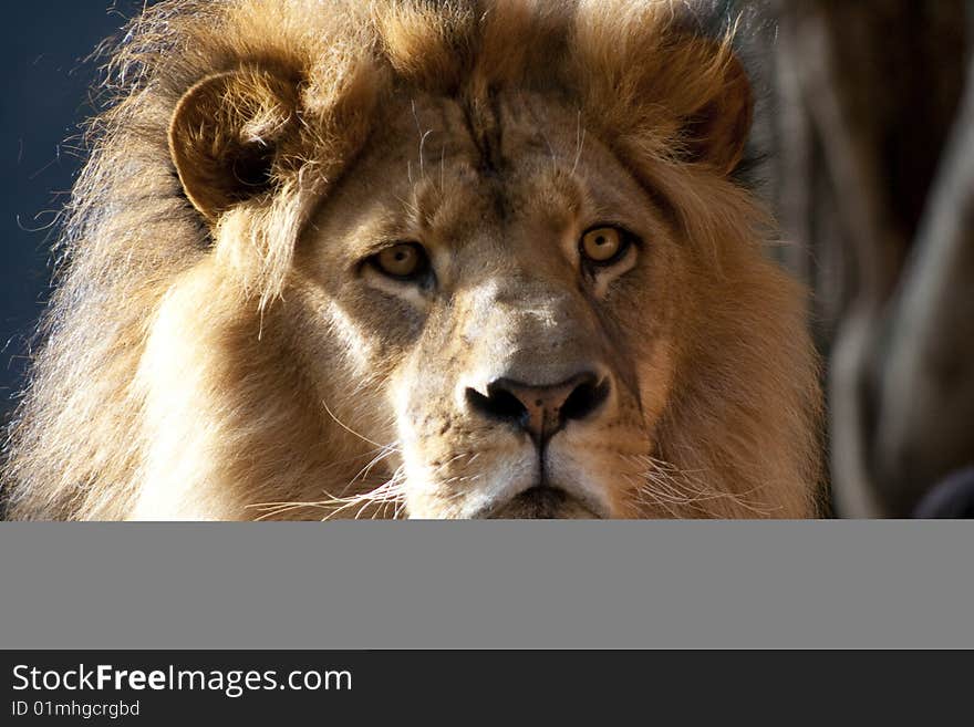 Intense Stare from a Lion. Intense Stare from a Lion