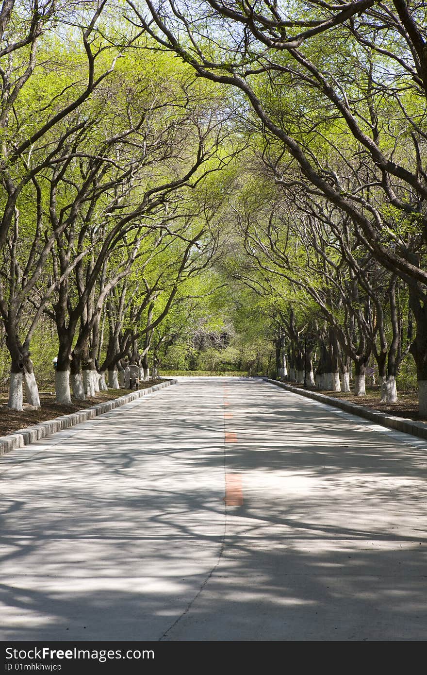 The boulevard in spring  near South Lake in China. The boulevard in spring  near South Lake in China.